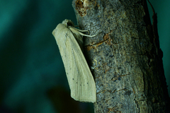 Large Wainscot (Rhizedra lutosa)