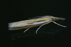 Common Grass-veneer (Agriphila tristella)
