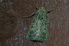 Feathered Gothic (Tholera decimalis)