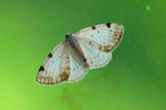 White-pinion Spotted (Lomographa bimaculata)
