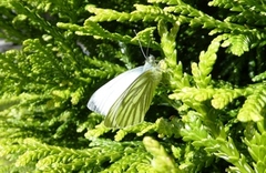 Green-veined White (Pieris napi)