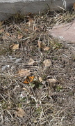 Small Tortoiseshell (Aglais urticae)