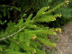 Norway Spruce (Picea abies)