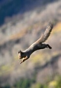 Eurasian Red Squirrel (Sciurus vulgaris)