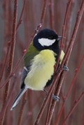 Kjøttmeis (Parus major)