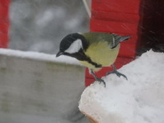 Kjøttmeis (Parus major)