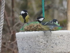 Kjøttmeis (Parus major)