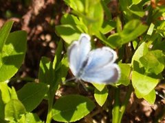 Holly Blue (Celastrina argiolus)