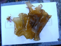 Sugar Kelp (Saccharina latissima)