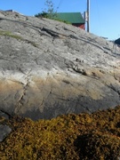Tar lichen (Verrucaria maura)