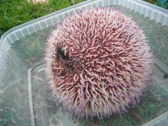 Sea urchins (Echinoidea)