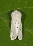 White Ermine (Spilosoma lubricipeda)