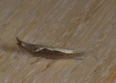Honeysuckle Moth (Ypsolopha dentella)