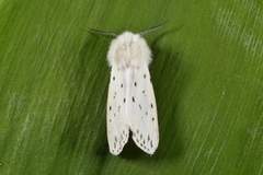 White Ermine (Spilosoma lubricipeda)