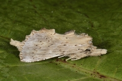 Pale Prominent (Pterostoma palpina)
