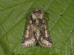 Green-brindled Crescent (Allophyes oxyacanthae)