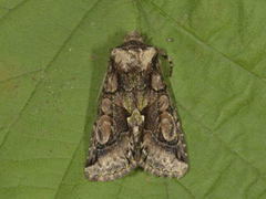 Green-brindled Crescent (Allophyes oxyacanthae)