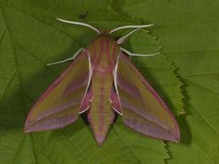 Elephant Hawk-moth (Deilephila elpenor)