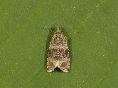 Common Marble (Celypha lacunana)