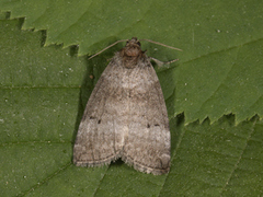 Common Lutestring (Ochropacha duplaris)