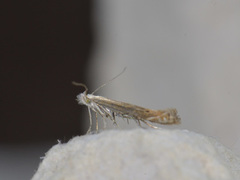 White-border Neb (Isophrictis striatella)