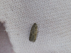 Small Dingy Tubic (Borkhausenia fuscescens)