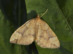 Northern Spinach (Eulithis populata)