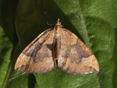 Northern Spinach (Eulithis populata)