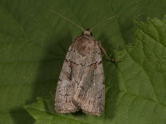 Rosy Marsh Moth (Coenophila subrosea)