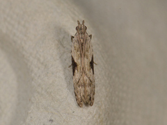 Square-spot Crest (Hypatima rhomboidella)