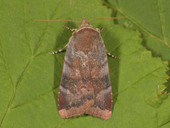 Lesser Broad-bordered Yellow (Noctua janthe)