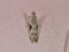 Square-spot Crest (Hypatima rhomboidella)