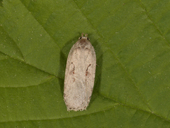 Red-letter Flat-body (Agonopterix ocellana)