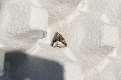 Marbled White Spot (Deltote pygarga)