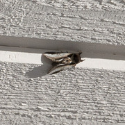 Lesser Swallow Prominent (Pheosia gnoma)