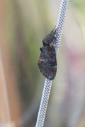 Iron Prominent (Notodonta dromedarius)