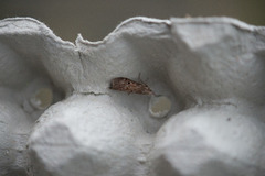 Bee Moth (Aphomia sociella)