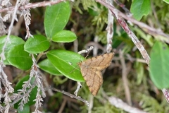 Rannoch Looper (Macaria brunneata)