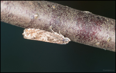 Broken-barred Roller (Ancylis unguicella)