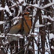 Pine Grosbeak (Pinicola enucleator)