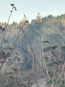 White-tailed Eagle (Haliaeetus albicilla)