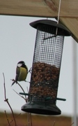 Kjøttmeis (Parus major)