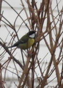 Kjøttmeis (Parus major)