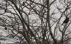 Kjøttmeis (Parus major)