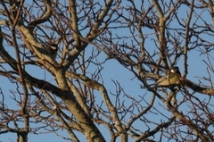 Kjøttmeis (Parus major)