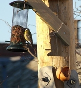 Kjøttmeis (Parus major)