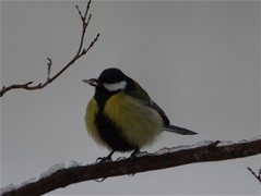 Kjøttmeis (Parus major)