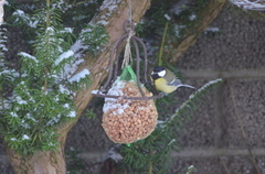 Kjøttmeis (Parus major)