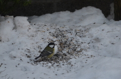 Kjøttmeis (Parus major)