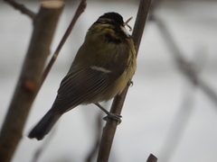 Kjøttmeis (Parus major)